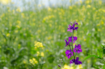 Beautiful wild flower of lilac color close up.