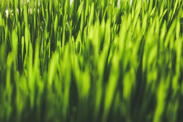 green wheat sprouts close-up