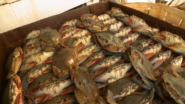 blue crabs