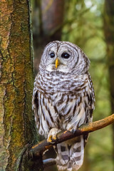 Barred Owl