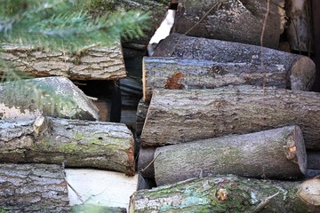 Obraz premium sawed wood. cooked for energy consumption. dry wood.