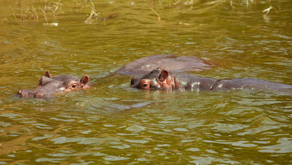 Obraz premium Queen Elizabeth Wildlife