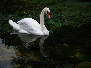 elegant swan in a pond, his beauty is reflected in the water