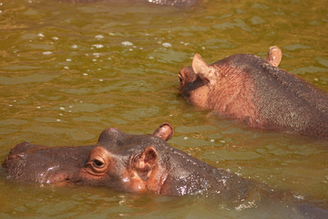 Queen Elizabeth Wildlife