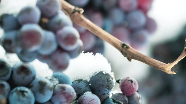 Ice wine. Wine red grapes for ice wine in winter condition and snow. 
