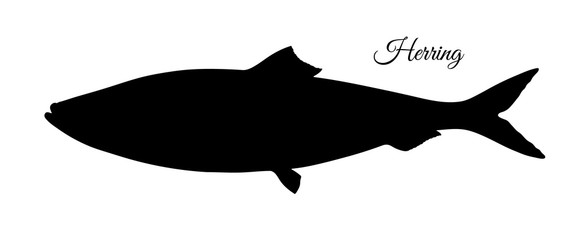Silhouette of herring. © alhontess