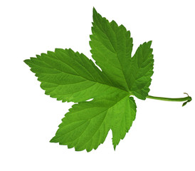 Green leaf hops. Close-up. Isolated without a shadow. Brewing. Ingredients.