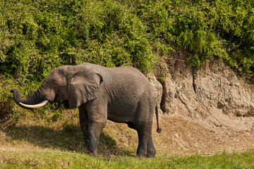 Fototapeta premium Queen Elizabeth Wildlife