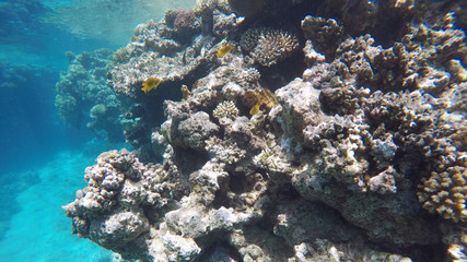 Naklejka na ściany i meble Coral reef underwater, a lot of fish, diving