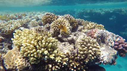 Naklejka na ściany i meble Yellow fish among the coral reef, close up