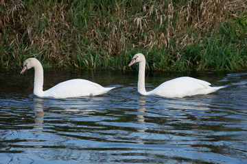 Schwäne in der Brenz bei Giengen