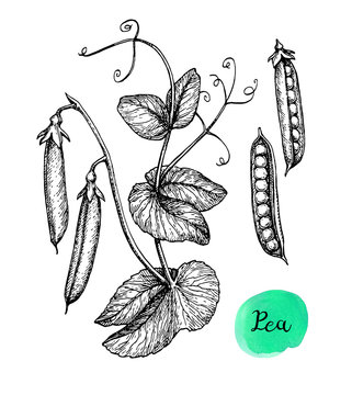Ink sketch of pea.
