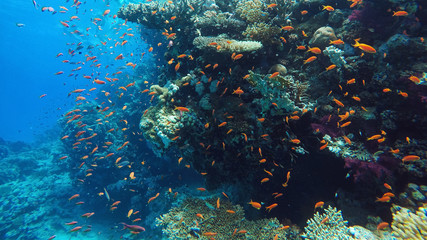 Fototapeta na wymiar Coral reef underwater, a lot of fish, diving