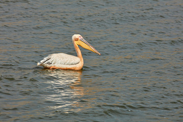 Queen Elizabeth Wildlife
