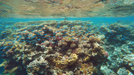 Fototapeta na wymiar Coral reef underwater, a lot of fish, diving