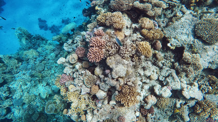 Coral reef underwater, a lot of fish, diving