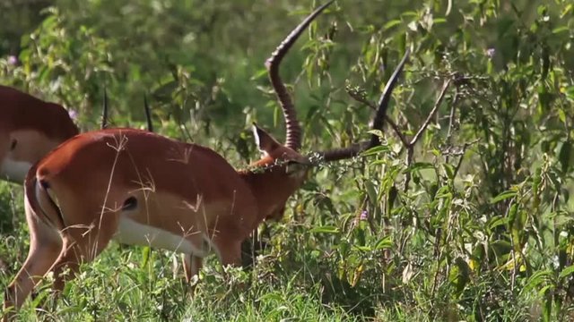 Impala feeding grass in Kenya