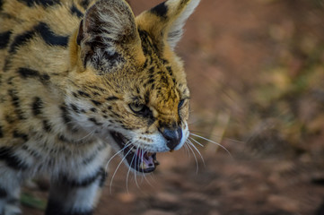 A cute and small Serval staring at us in a game reserve