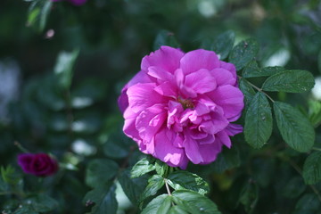 Fototapeta premium Flower in Spring