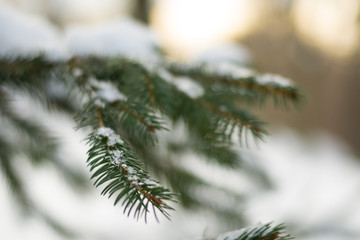 Close up branch of christmas tree covered with snow, ice and frost on sunset sky background in warm tones. Winter landscape with blurred background. Hello december, january, february.