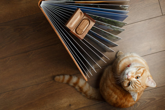 photobook pages. open brown photo album with  cute red cat on wooden background with copy space for text.  Photoalbum with a hard cover. photo book opened with animal