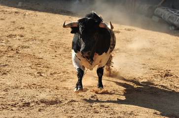 bull in spain