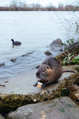 Biber und Schwan