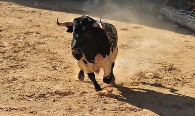 toro en españa