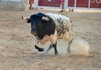 toro en españa
