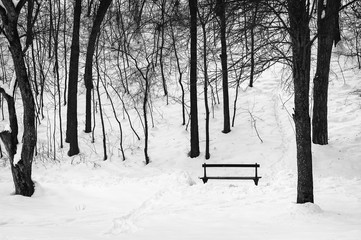 bench in winter park