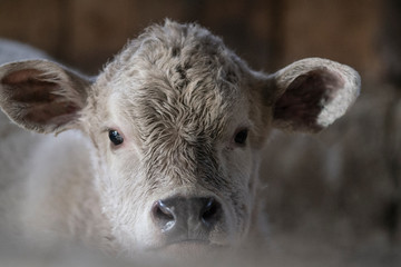 Black Angus Charolais Mixed Calf Cow in Barn