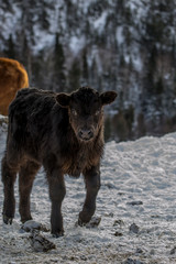 Black Angus Calf Walking in the Snow in Winter in Quebec Canada
