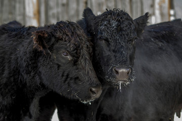 Fototapeta na wymiar Two Black Angus Cows Hugging in the Winter Snow in Quebec Canada