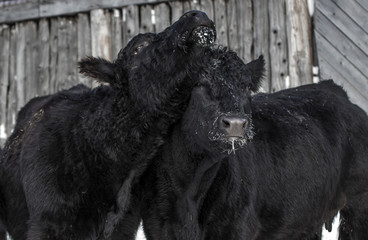 Fototapeta premium Two Black Angus Cows Hugging in the Winter Snow in Quebec Canada