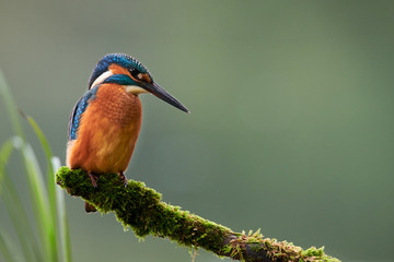 European Kingfisher (Alcedo atthis).