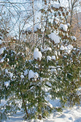 Christmas tree in the park sprinkled with snow in the winter. Evergreen conifer tree covered with snow on the branches in the park on the meadow