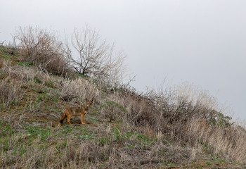 coyote on hill