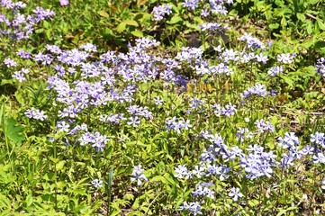 Purple Wildflowers