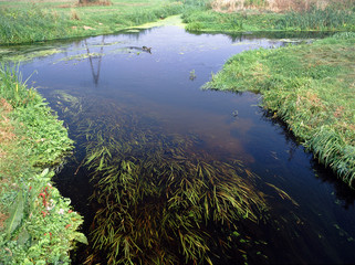 Fototapeta premium Rivers Nielba and Welna bifurcation (two rivers crossing each other without mixing their waters), Wagrowiec, Poland
