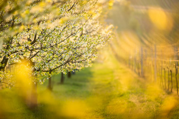Blossoming tree in the landscape full of sunlight. Positive spring scene in a sunny morning.