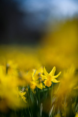 Beautiful daffodil in a yellow wave of these spring flowers.