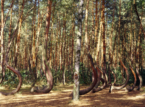 Crooked Forest, Krzywy Las, Zachodniopomorskie region, Poland