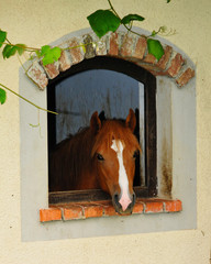 Red and brown horse looking through window
