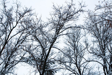 Fototapeta na wymiar snow covered winter tree branches