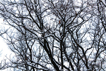 snow covered winter tree branches