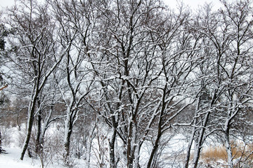 snow covered winter tree branches