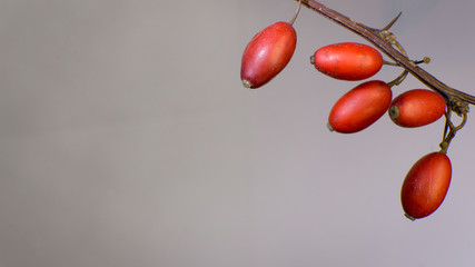 Fruits of the Nature of a Pomegrante