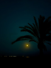 night landscape on the beach with the moon and the silhouette of some palm trees