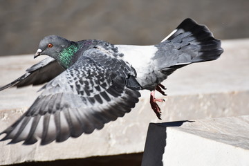 Single pigeon fly