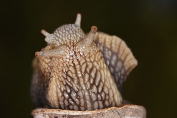 Snail in forest,Snail in macro close-up